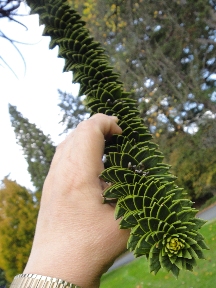 Landscaped ornamental tree